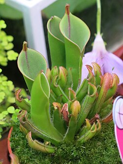 Heliamphora heterodoxa