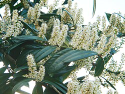 Grm lovorvišnje u cvatu