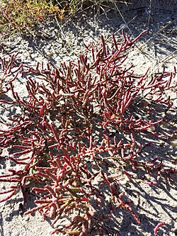 Salicornia perennans