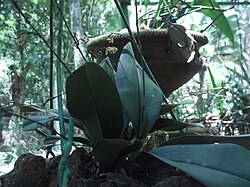 Sirhookera latifolia