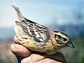 Emberiza aureola