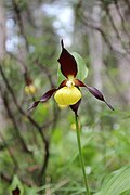 Cypripedium calceolus