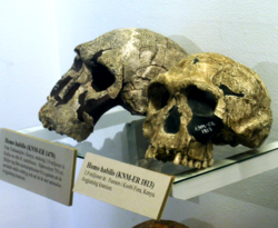 Lubanje Homo habilisa.