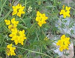Lotus corniculatus