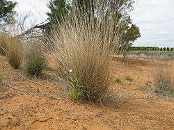 Aristida contorta