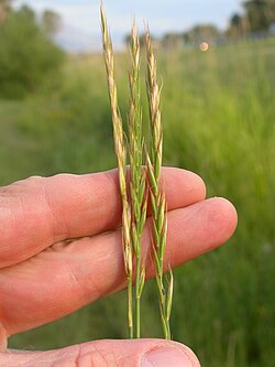 Elymus repens