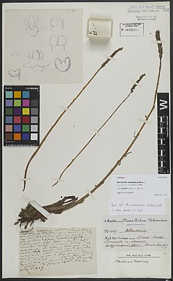 A. weddelliana