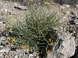 Adenophyllum cooperi