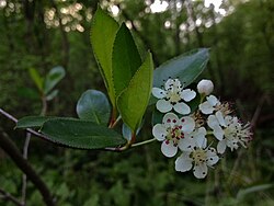 Aronia melanocarpa