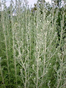 Artemisia afra