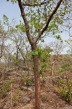 Detarium microcarpum