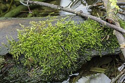 Leptodictyum riparium