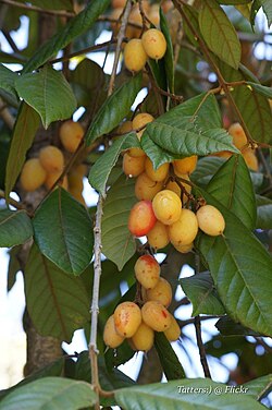 Aceratium ferrugineum