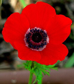Anemone coronaria