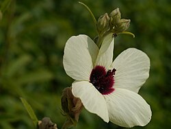 Decaschistia trilobata