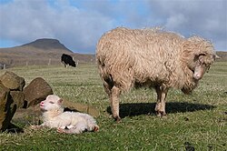 Ovca na farskim otocima.
