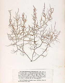 Helminthora divaricata