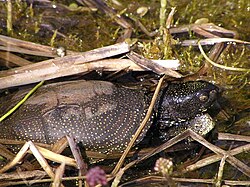 Dvije kornjače, parenje