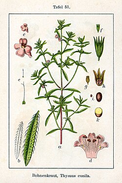 Satureja hortensis, ilustracija