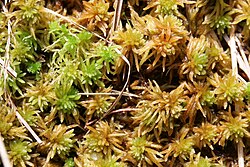 Sphagnum teres