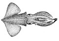 Abraliopsis