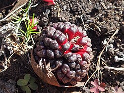 Arum elongatum