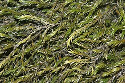 Cinclidotus fontinaloides