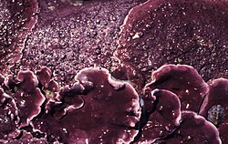 Heydrichia woelkerlingii