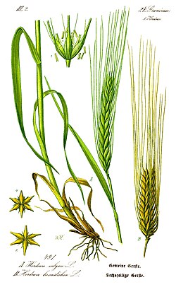 Hordeum vulgare