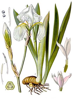 I. pallida, ilustracija