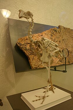 Montirani kostur u Američkom muzeju prirodne povijesti