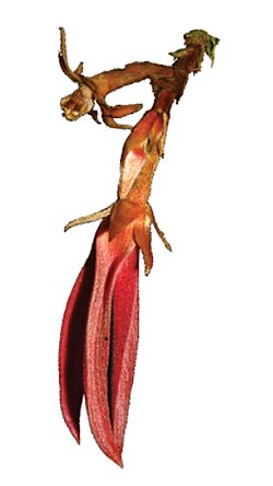 Piptostigma multinervium