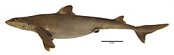 Squalus hawaiiensis
