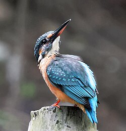 Vodomar, Alcedo atthis