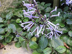 Plectranthus hilliardiae