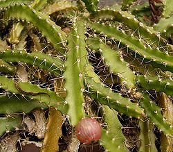 Pfeiffera ianthothele