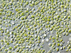 Chlorella vulgaris