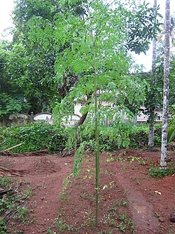 mlado drvo željuda ili ostripa