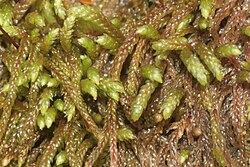 Pterigynandrum filiforme