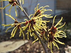 Hamamelis virginiana, tip