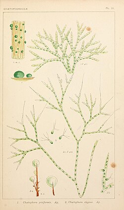 Chaetophora pisiformis