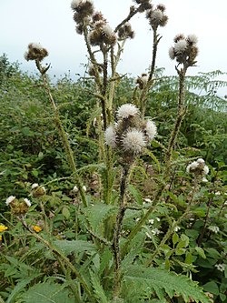Carduus squarrosus