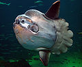Mola mola