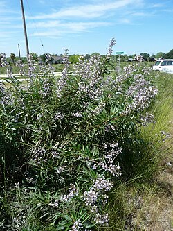 Eriodictyon californicum