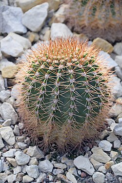 Acanthocalycium spiniflorum