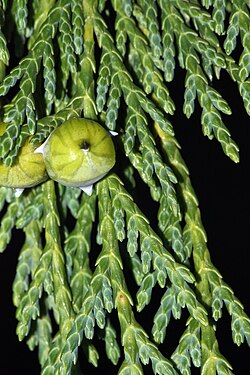 Nutkanski pačempres