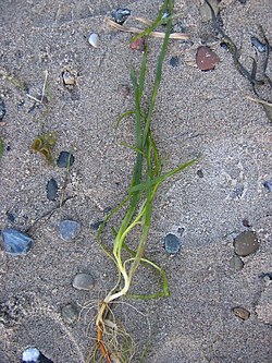 Zostera marina
