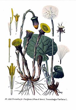 Tussilago farfara, ilustracija