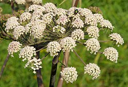 Šumska anđelika (Angelica sylvestris)