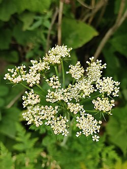 Conioselinum tataricum